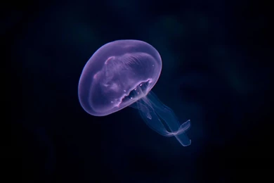 Underwaters Medusa Airena Wallpaperpack Wallpapers   (