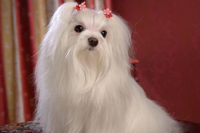 Lovely Maltese Dog Photo And Wallpaper. Beautiful Lovely Maltese ...