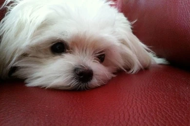 Maltese Puppy Is Sleeping On Back Seat Wallpapers
