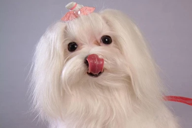 Maltese Puppies Wallpapers 2pups