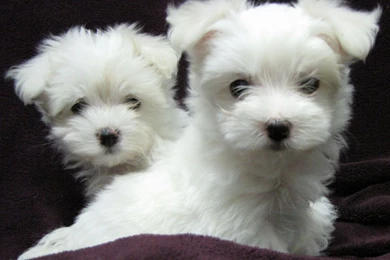 87023d1321590404 puppies wallpaper puppies photo.jpg