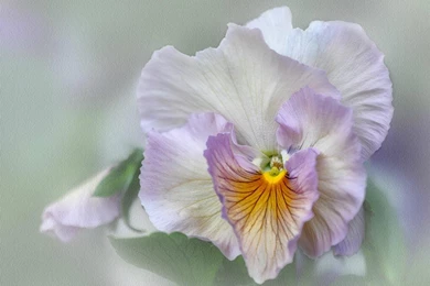 HOPE IS HER NAME WALLPAPER   (