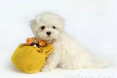 Cuddly Fluffy Maltese Puppy   Puppies Photo (13985980)   Fanpop