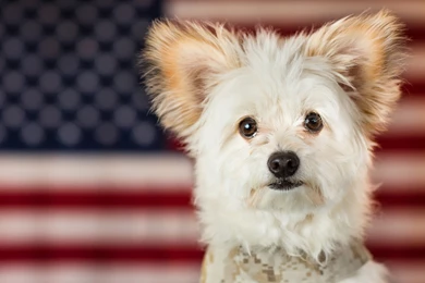 Download Wallpapers 1680x1050 Maltese, Puppy, Dog 1680x1050 HD ...