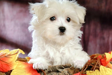 Cute Puppies   Flikie Wallpapers