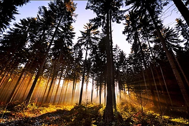 Light Up My Life   (