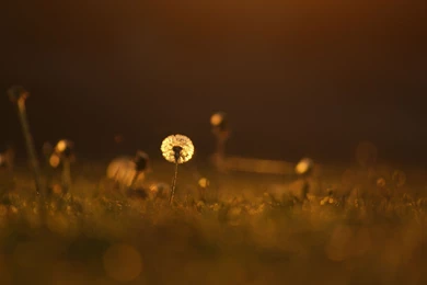 Light Color Grass Dandelion Meadow Close up Grass Flower Mood ...