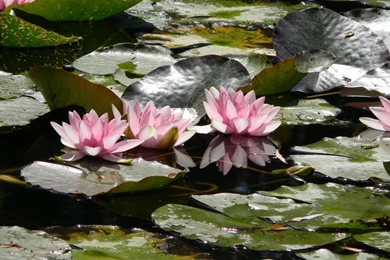 Water Lily Pond Of The Monet Estate (6/7) By Melofarcephotography ...