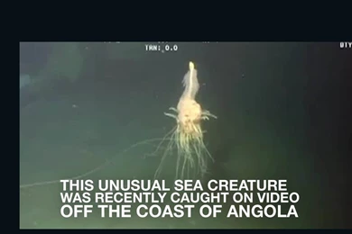 Rare 'flying Spaghetti Monster' Caught On Video   CNN Video