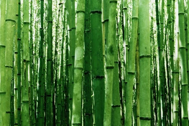 Nature Wallpapers   Other, Darkseagreen, Gainsboro