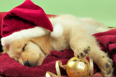Hd cute christmas puppy pictures.jpg
