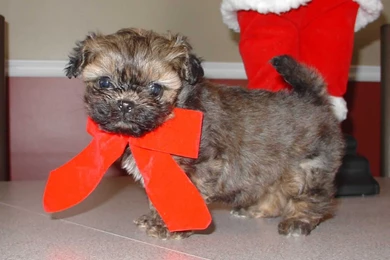 Christmas Puppy Wallpapers