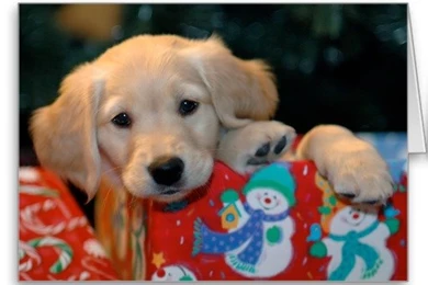 Jestingstock.com Golden Retriever Puppy Christmas Wallpapers