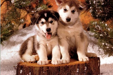 Puppy World: Christmas Puppy Photos. Christmas Puppy Photos ...