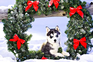 30 Christmas Puppy Wallpapers Pictures