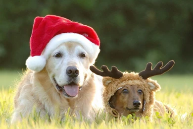 Dogs Wallpapers Page 85: Jazz Thinks Lion Golden Retriever Grass ...