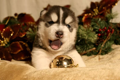 Jestingstock.com Christmas Husky Wallpapers