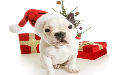 Merry Christmas 2012 Info Wishes + Wallpapers + SMS + Quoets ...