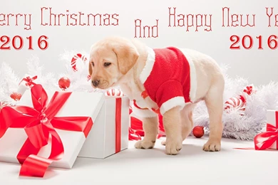 Merry Xmas 2015 Best Hd Images