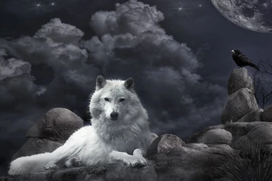 Wolf Wallpapers Hd Stay1014