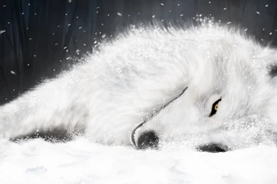 Wolf Wallpapers Hd Stay1021