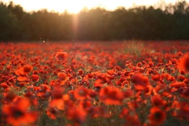 Sunset Nature Flowers Poppy Red Flowers Wallpapers
