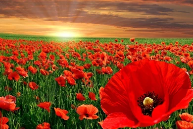 Poppy Red Flower Wallpapers