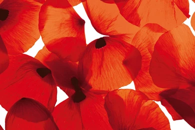 Poppy Wallpapers Red   Wallpapers