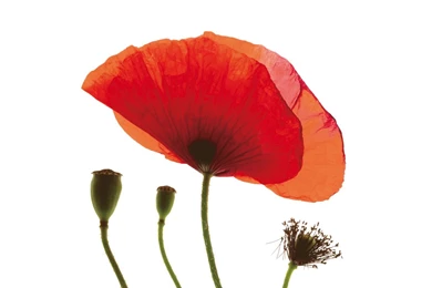 Red Poppy Widescreen Wallpapers