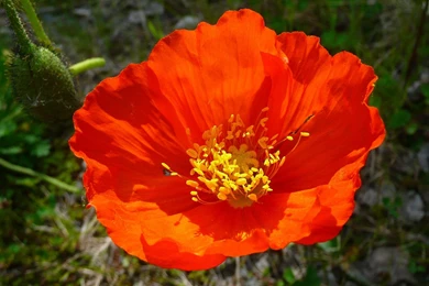 MLeWallpapers.com   Alaskan Red Poppy