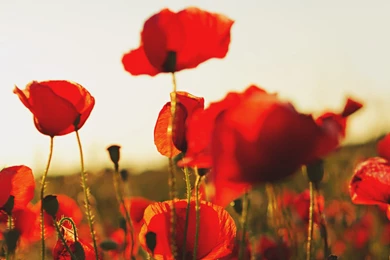Poppy Computer Wallpapers, Desktop Backgrounds