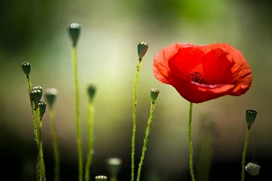 Download Poppy Flowers Wallpapers HD 6832 1920x1200 Px High ...