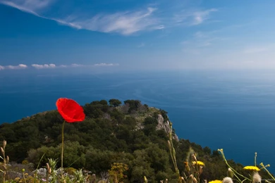 HD Lone Red Poppy On The Top Of The World Wallpapers