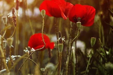 Red Poppies Desktop HD Desktop Wallpapers : Widescreen : High ...