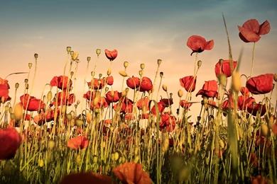 60 Beautiful Flowers Wallpapers [Wallpapers Wednesday]