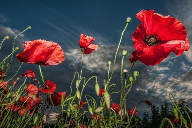 RED POPPY WALLPAPER   (