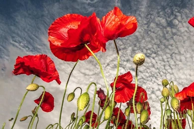 Red Poppy Live Wallpapers APK Download   Free Personalization App ...