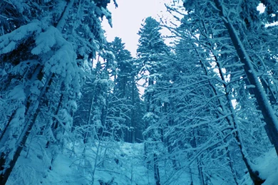 Winter Nature Wallpapers   Crazy Frankenstein