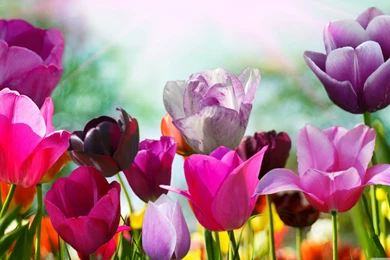Yellow And Pink Tulips   Wallpaper.