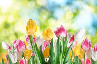 Wallpapers Tulips Flowers Image
