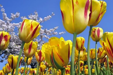Download Wallpapers 1280x960 Tulips, Flowers, Field, Tree, Flower ...