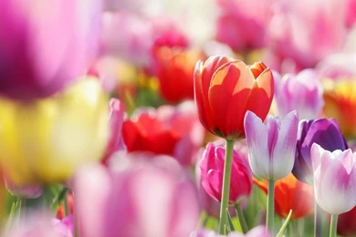 Download Wallpapers 3840x2400 Tulips, Flowers, Bright, Colorful ...