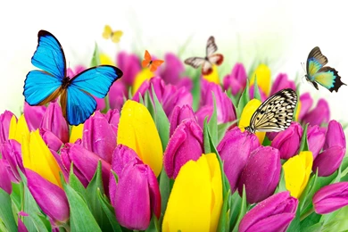 Download Wallpapers 2560x1440 Tulips, Flowers, Butterflies ...