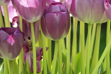 Wallpapers Tulips Flowers Image