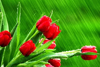 Tulips Wallpapers Tulips In The Rain Photos Of Beautiful Colors ...
