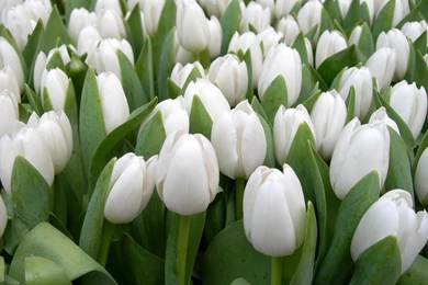 Download Wallpapers 1366x768 Tulips, Flowers, White, Spring, Beauty ...