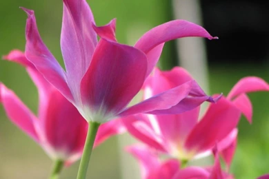 1024x768 Open Tulips Desktop PC And Mac Wallpapers