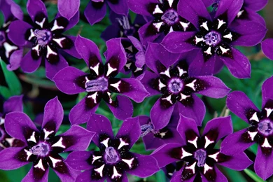 Purple Flower Wallpapers   Wallpapers Cave