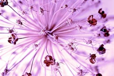 Justpict.com Purple Flower Abstract Wallpapers