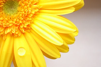 Yellow Flowers Wallpapers